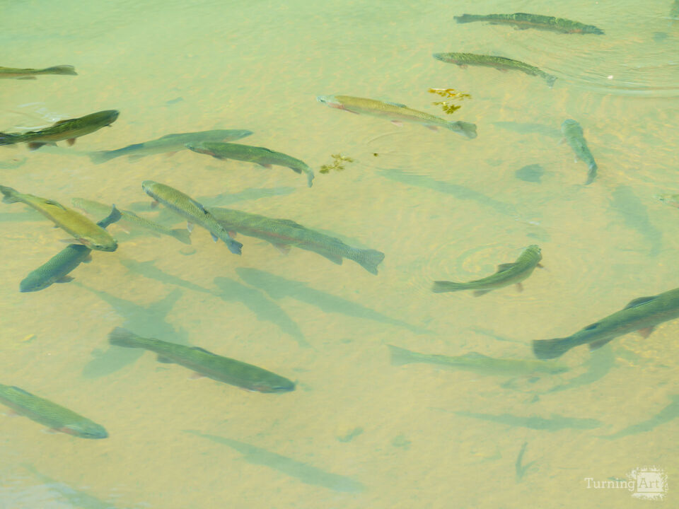 Rainbow Trout Taking A Swim