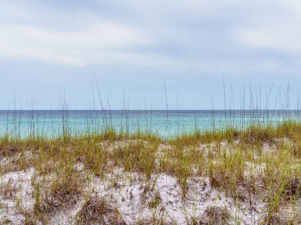 Destin Sea Oats Sand Dunes