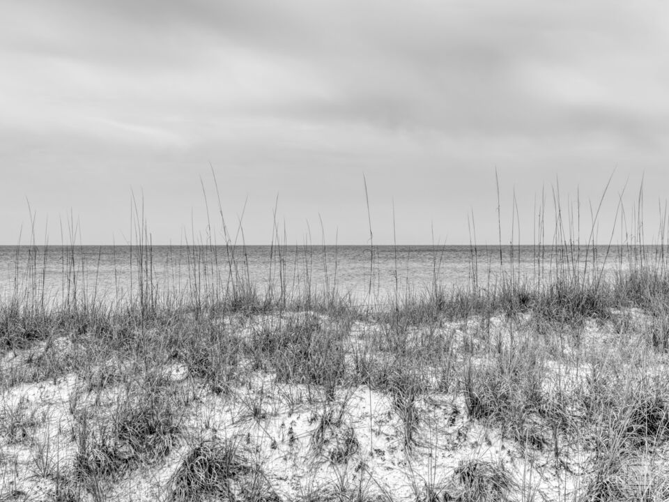 Destin Sea Oats Sand Dunes Grayscale