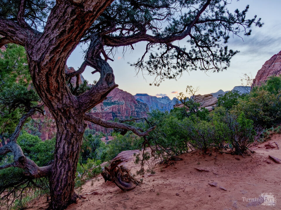 Pine Framed Blue Hour Zion