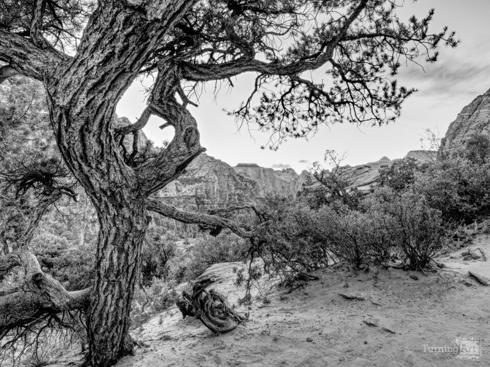Pine Framed Blue Hour Zion Grayscale