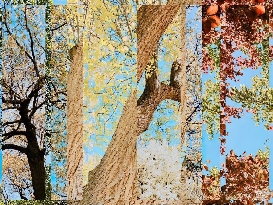 Urban Canopy Triptych