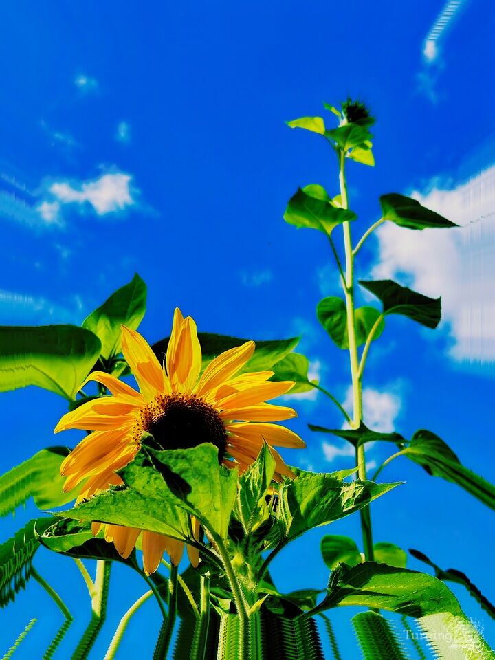 Tall Sunflower
