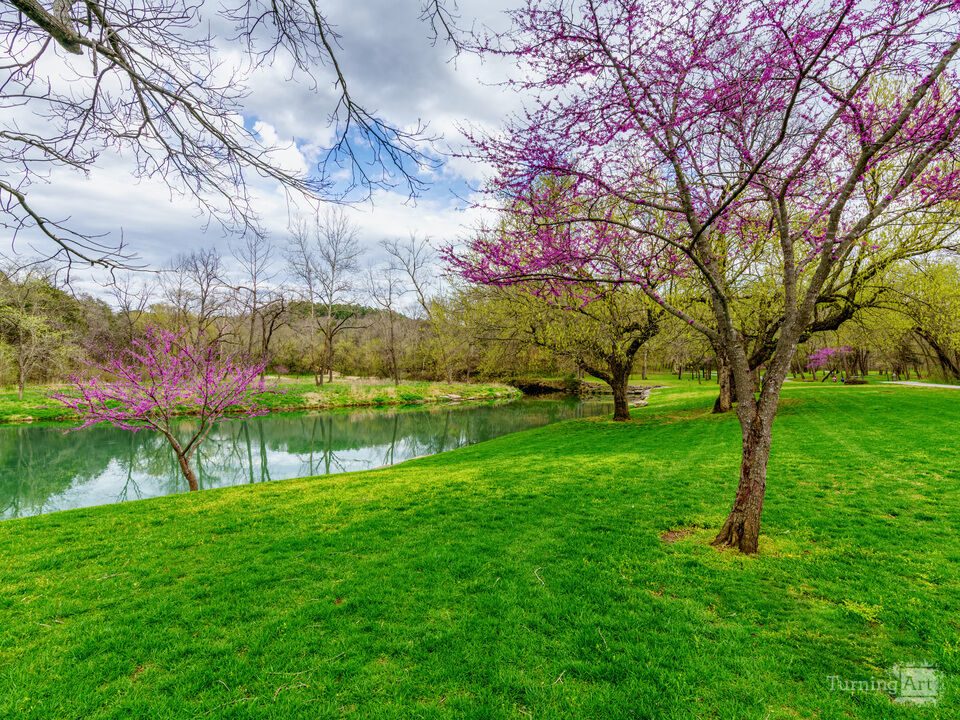 Redbuds And Dogwood Creek