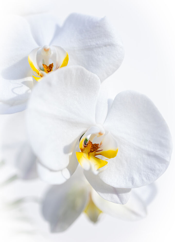 Orchid #4