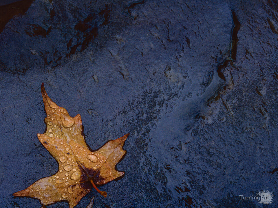 Leaf on wet shale