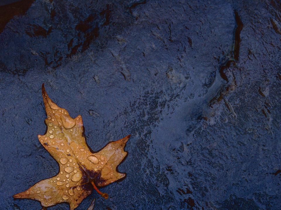 Leaf on wet shale