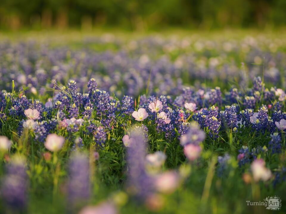 Texas Bluebonnets Field 