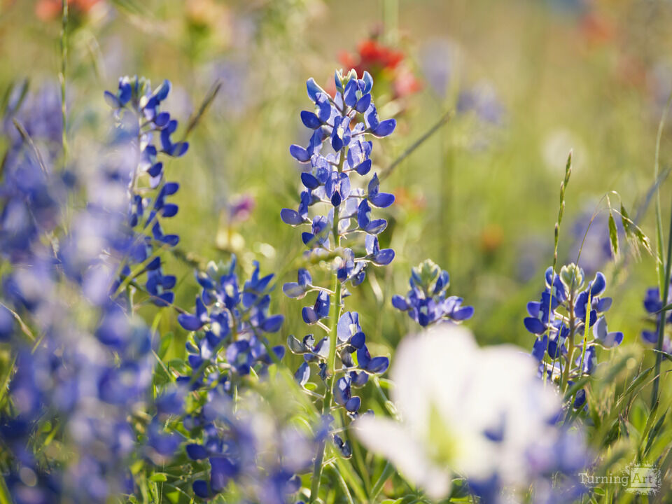 Texas Bluebonnets 2