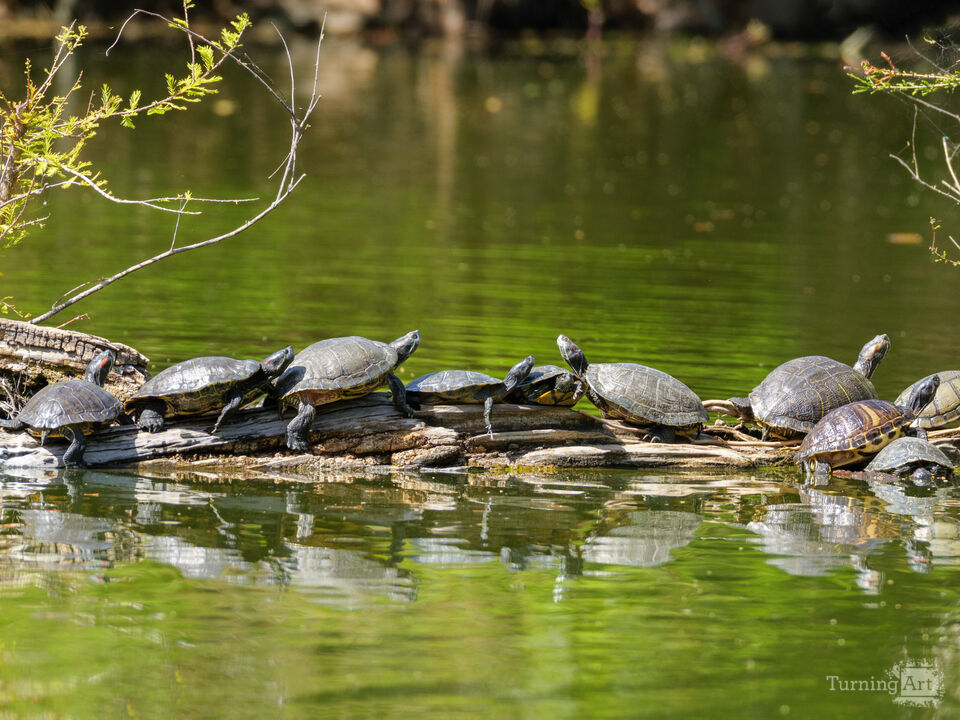 Lots of Turtles!