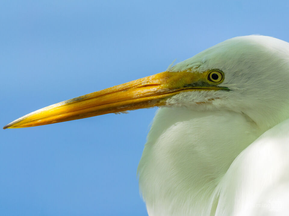 Egret in Water