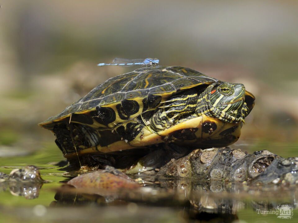The Turtle and the Dragonfly