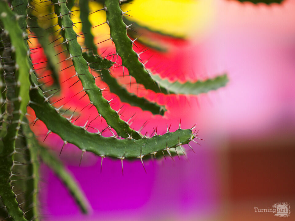 The Colorful Cactus