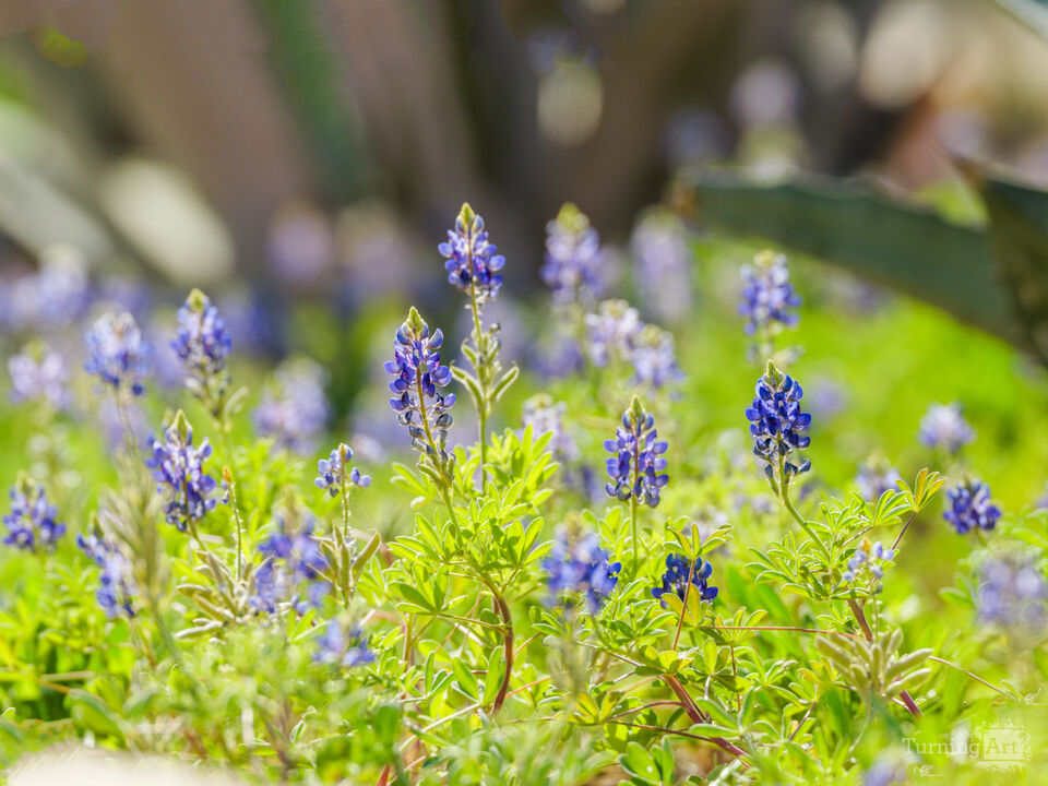 Bluebonnets of Texas: Field of Blue