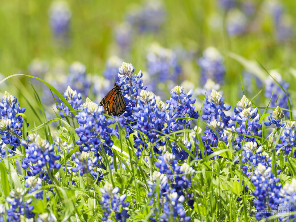 Monarch in Bluebonnet Field - Texas