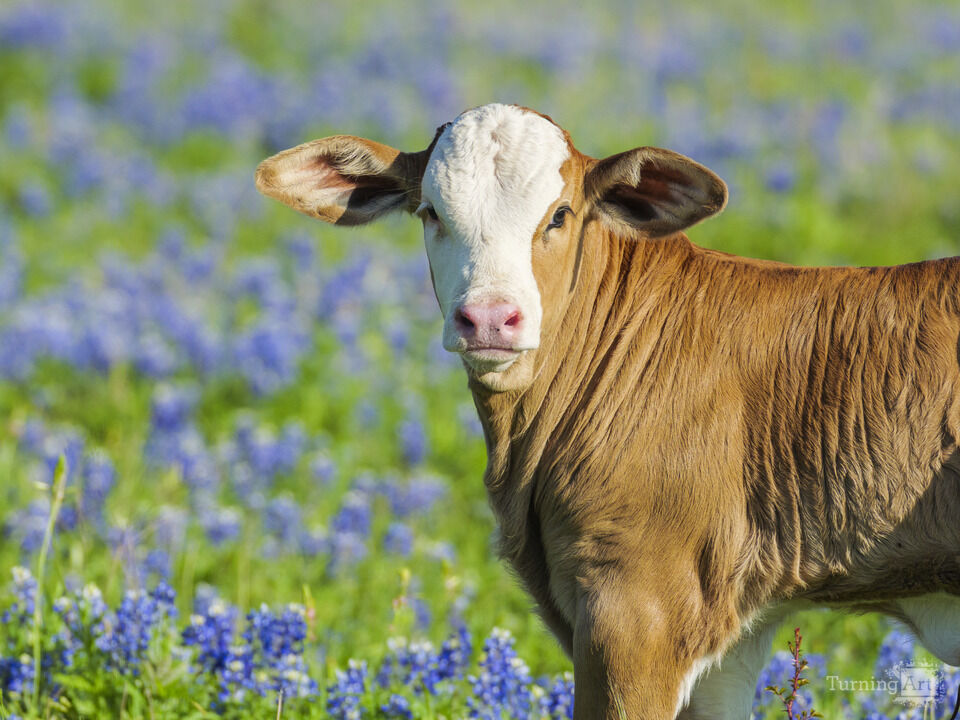 Young Cow in Wildflower Bluebonnet Field