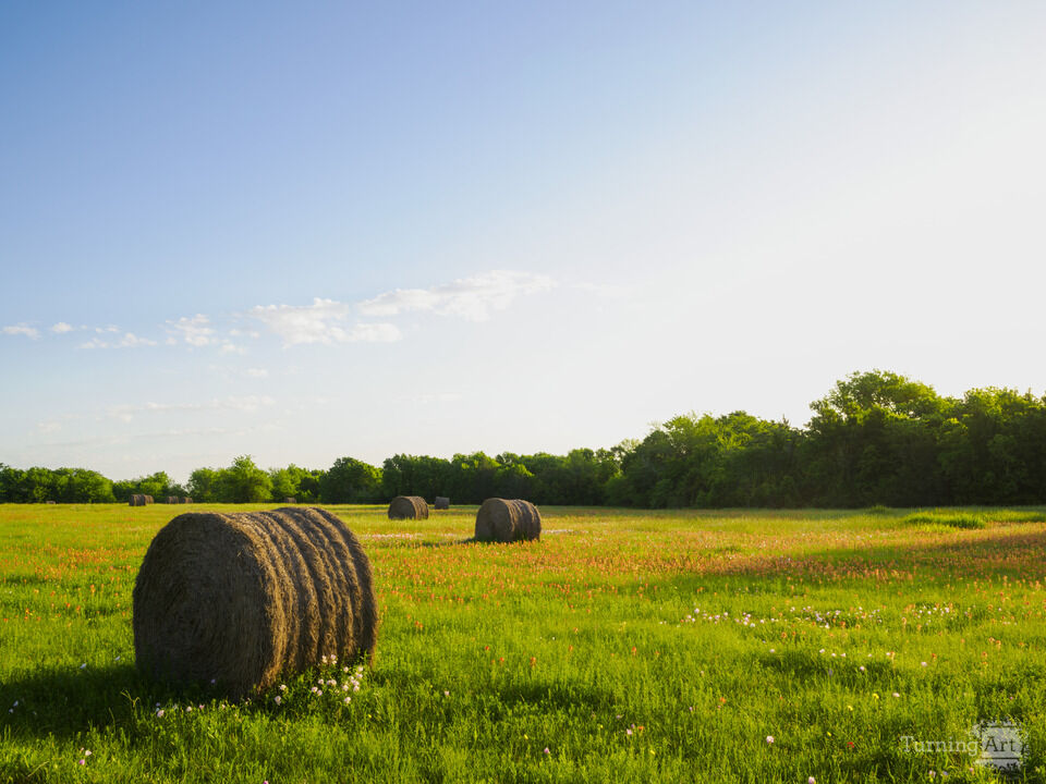 Hay in Wildflower Field