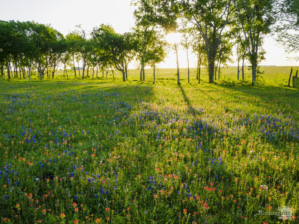Sunrise in a Texas Wildflower Field