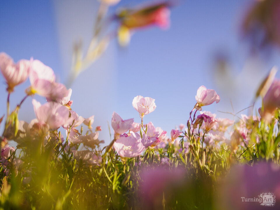 Pink Wildflowers in a Field