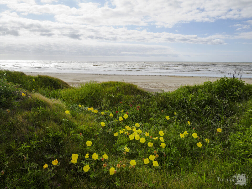 Texas Wildflower Sand