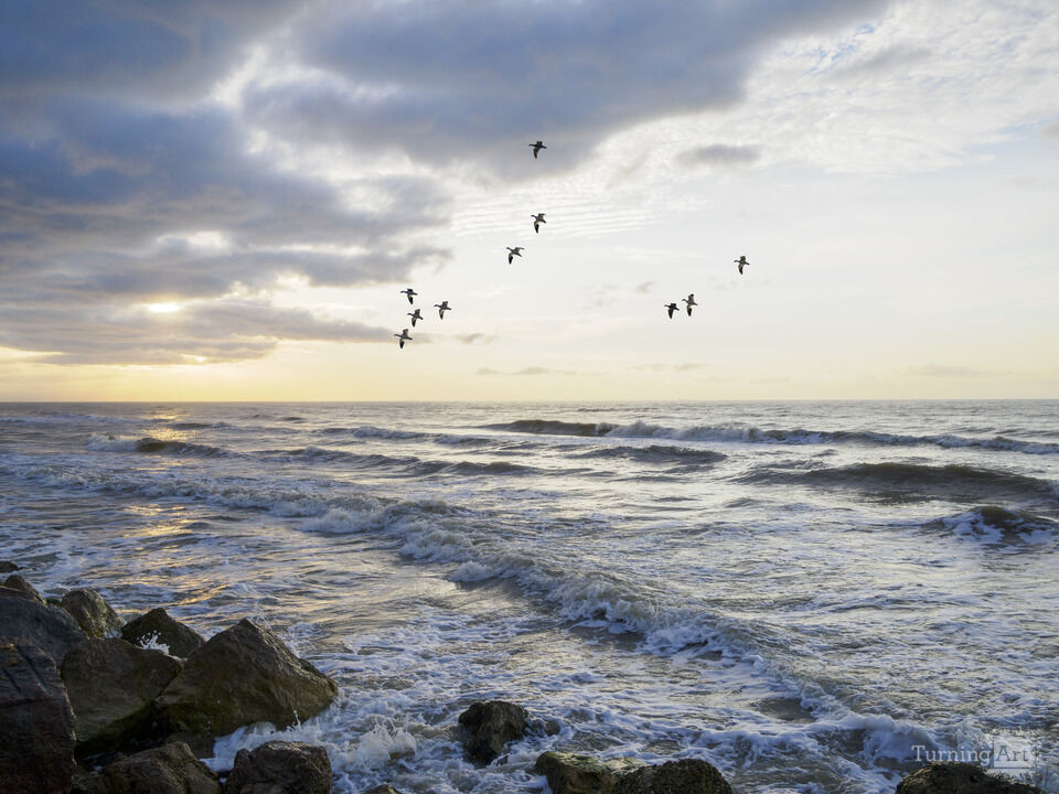 Texas Coastal Beauty with Birds