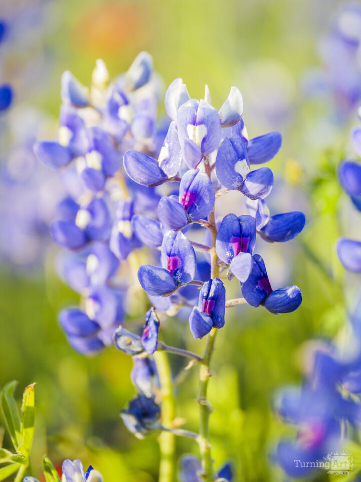 Bluebonnet Portrait