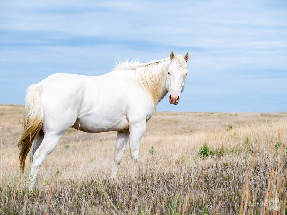 White Horse on the Hill