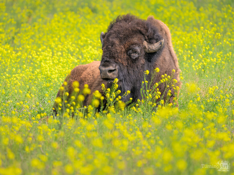Buffalo in Wildflowers