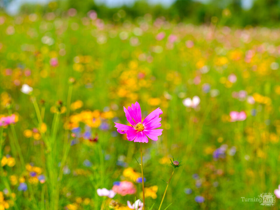 Red in the Wildflower Field