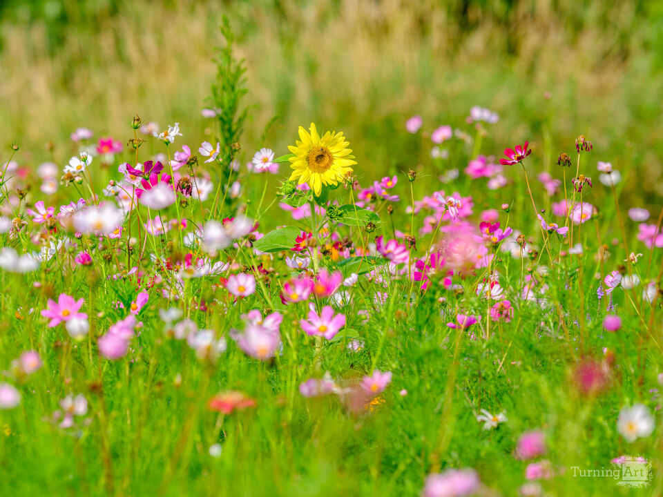 Yellow in the Wildflower Field
