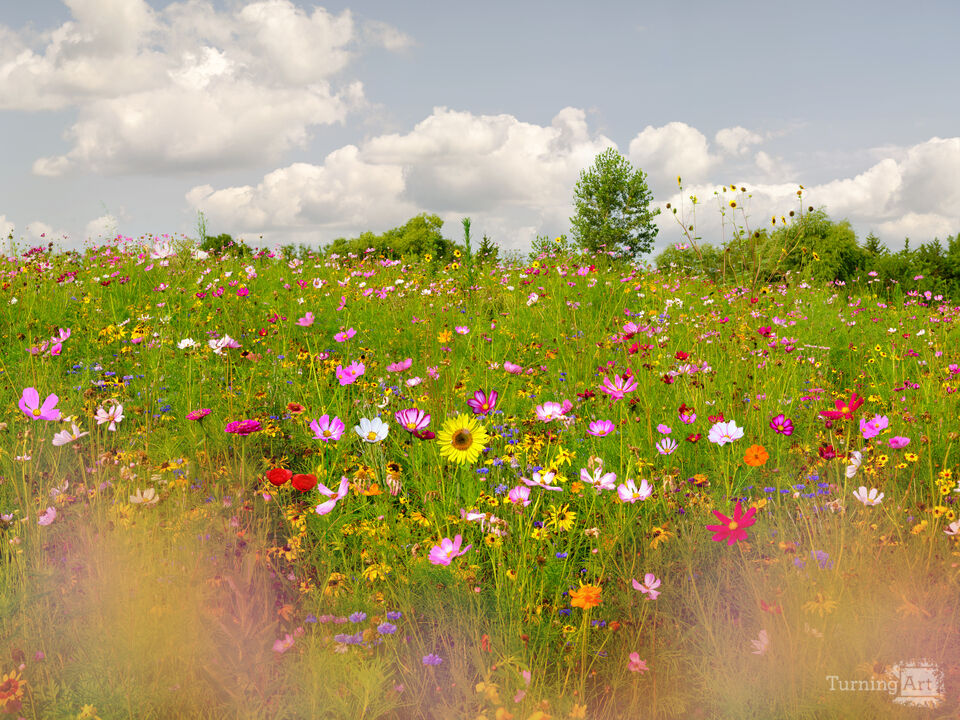 Wildflower Color Field
