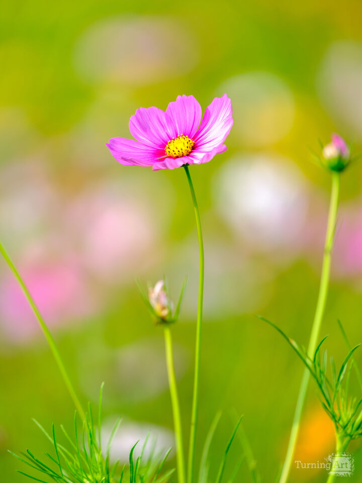 Pink Wildflower Beauty