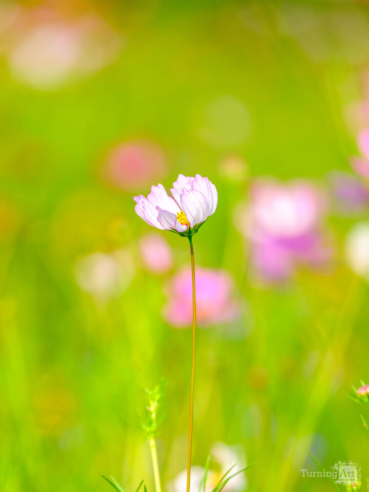 White Wildflower in Field