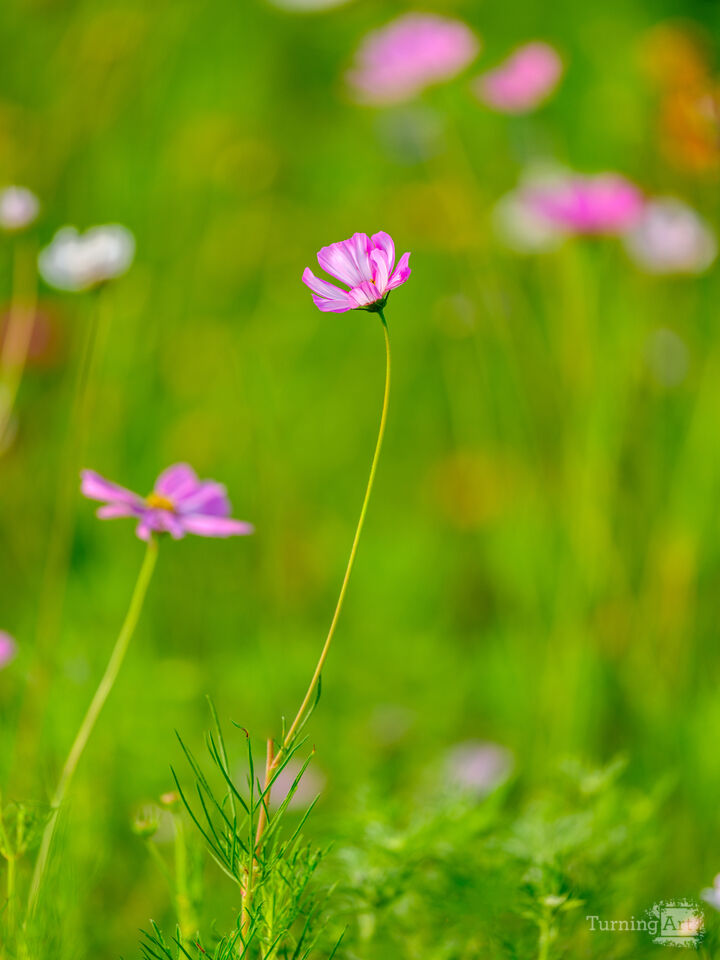 Pink Wildflower in Field