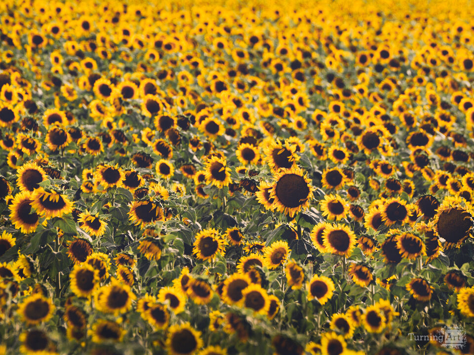 Sunflower Fields