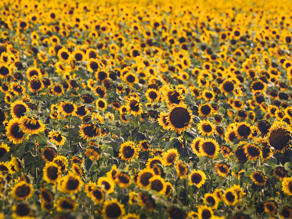 Sunflower Fields