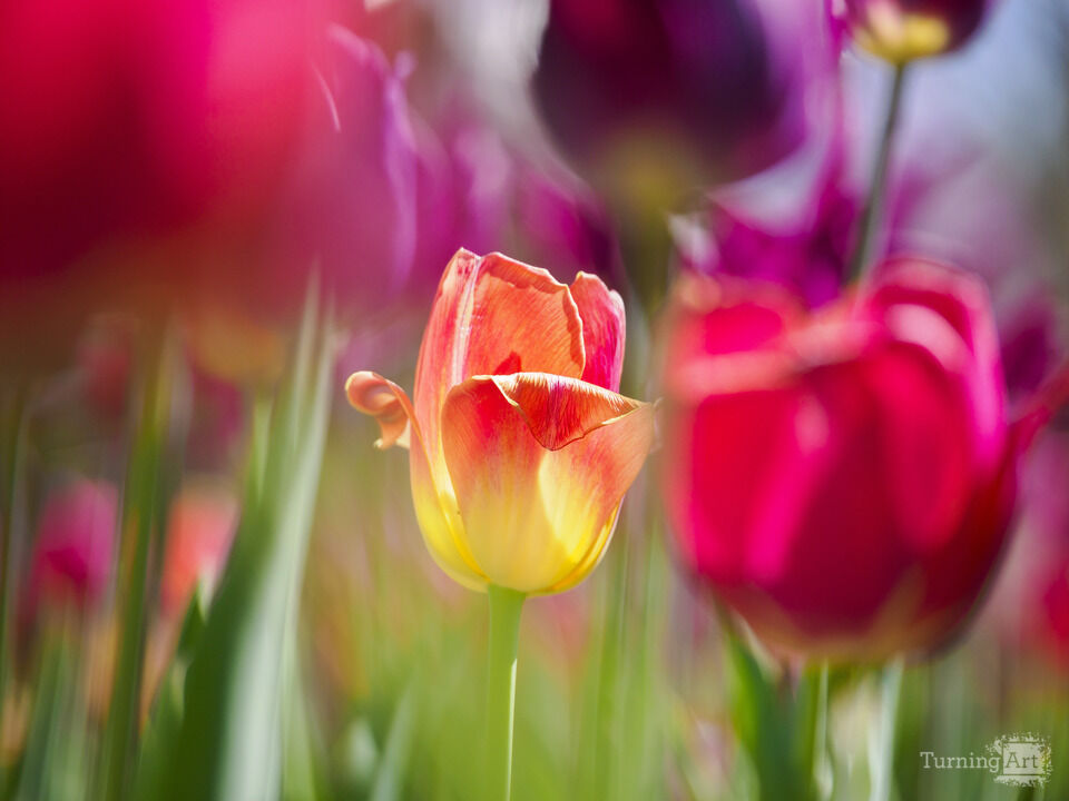 Tulip in the Sun