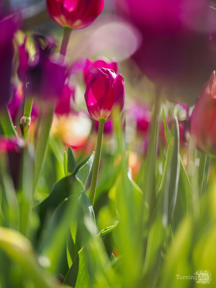Tulips Leaning Toward the Sun