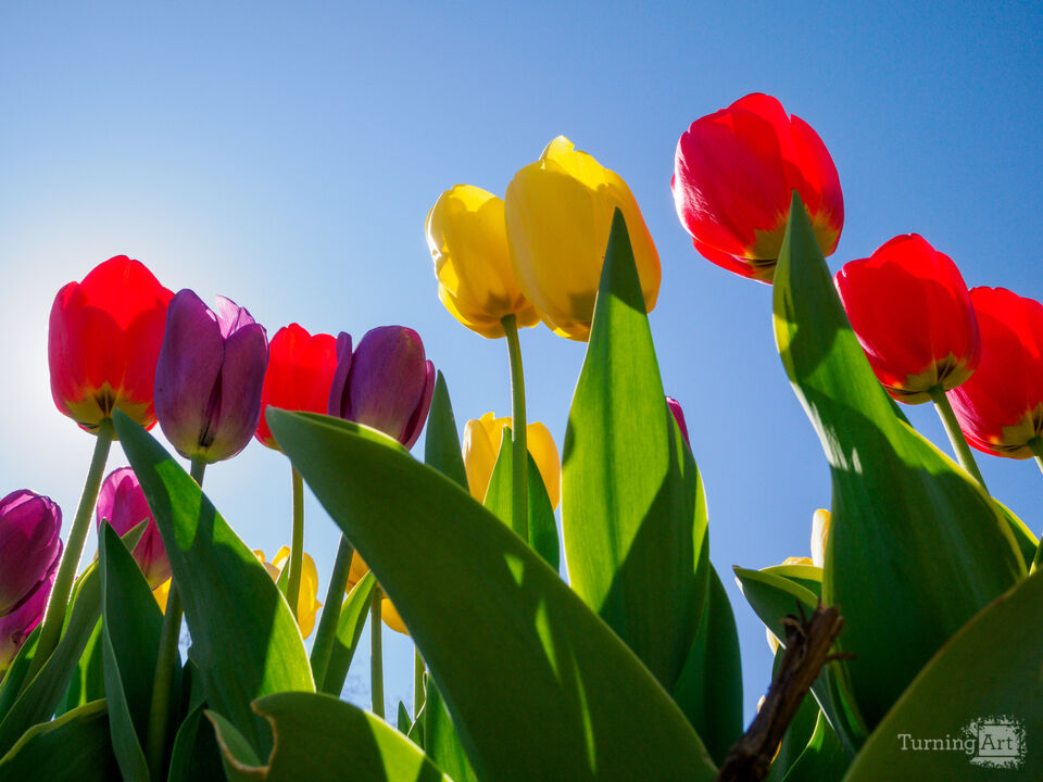 Tulip Medley
