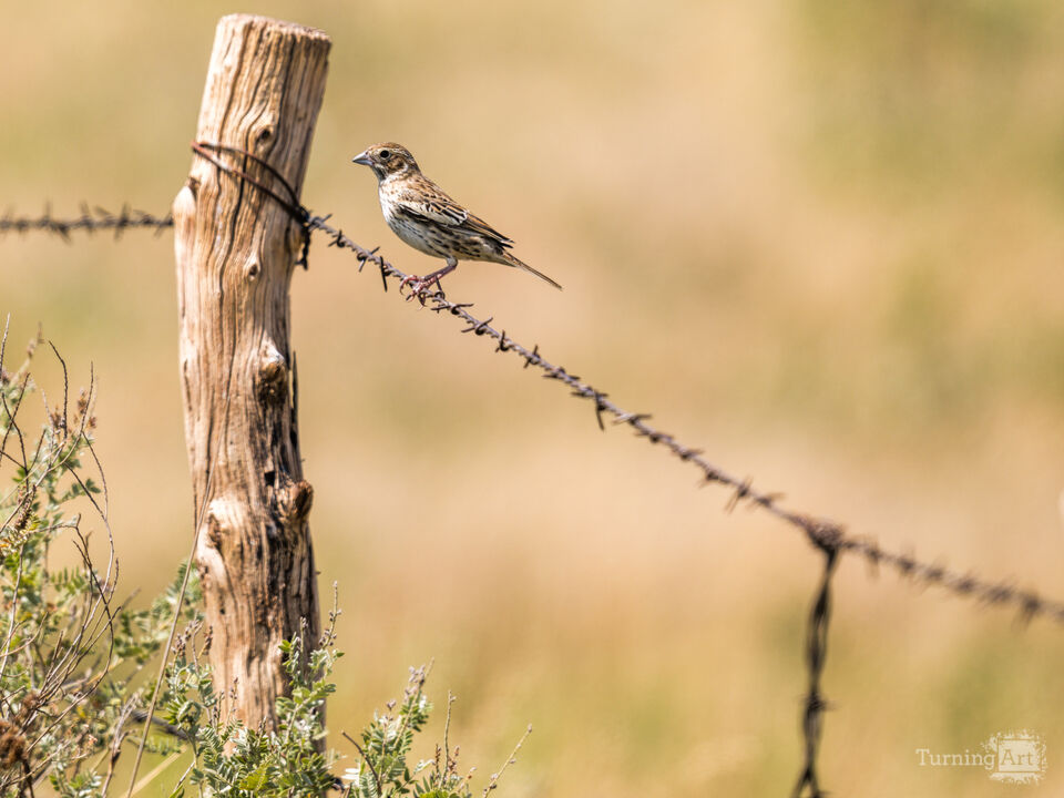 Country Bird on Rural Fence