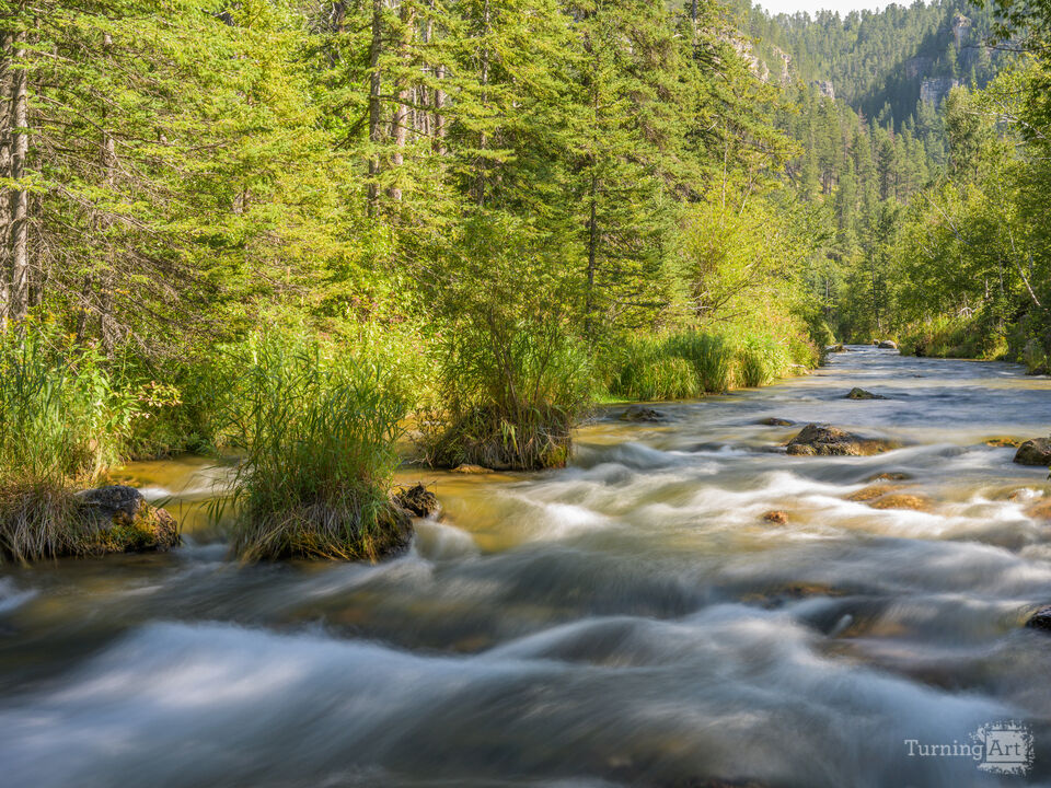Forest Wind by the Stream