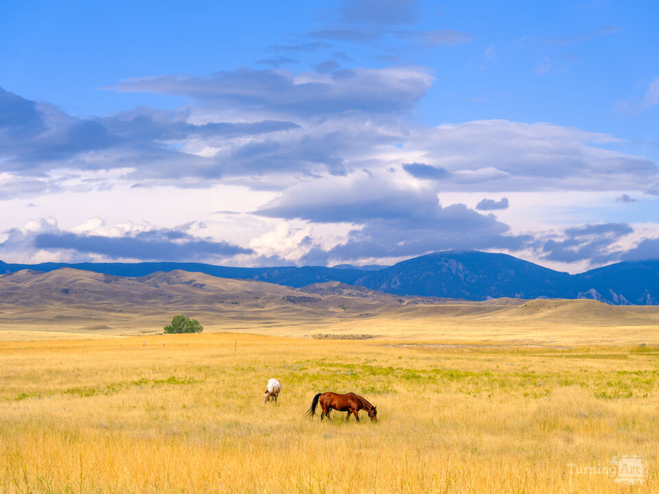Horses Under Wyoming Sun