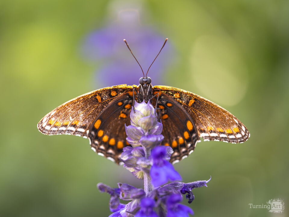 Butterfly Perched in the Garden