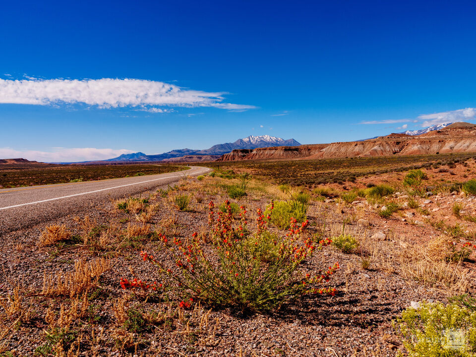 Utah Desert Flowers And Mountain Beauty