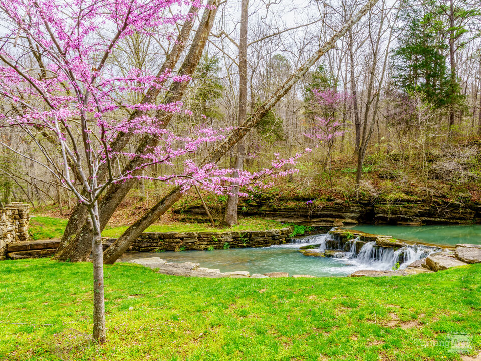 Pink Redbud By The Waterfall