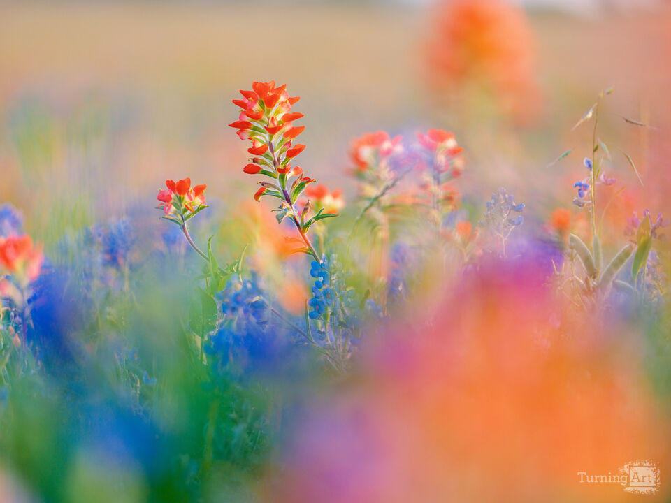 Wildflowers in Texas