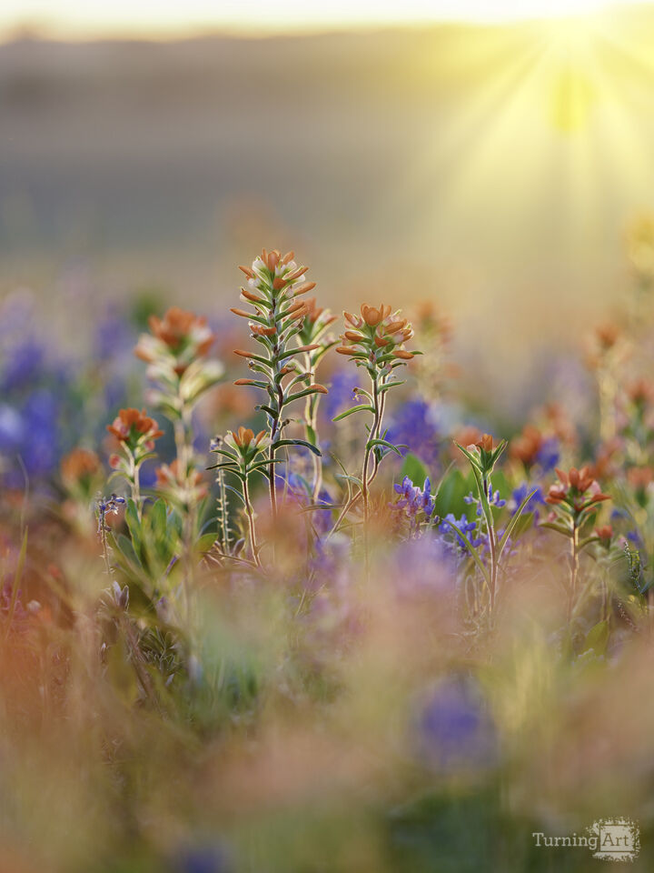 Sunshine in a Texas Wildflower Field