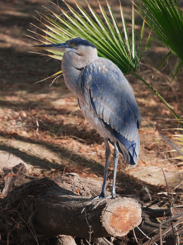 Great Blue Heron Chilling on a Log
