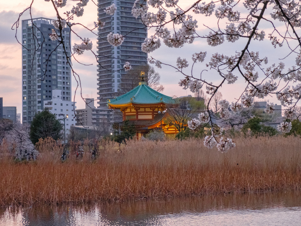 Sakura Temple
