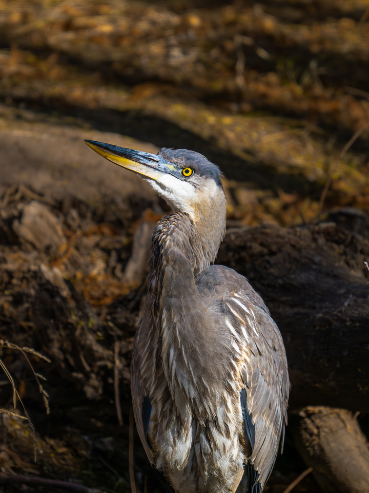 Portrait of a Great Blue Heron
